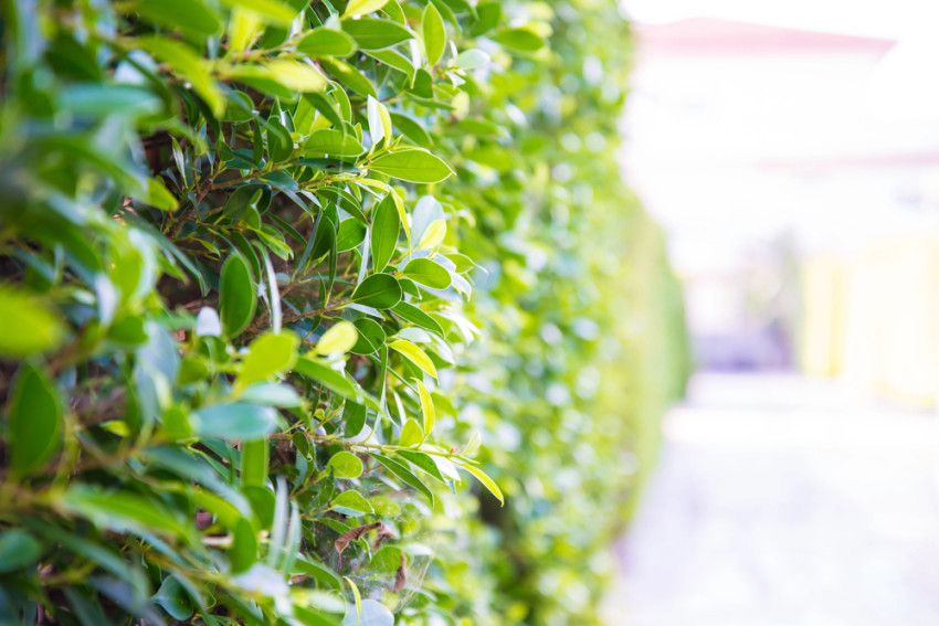 Zo creëer je privacy in de tuin met een Portugese laurier haag